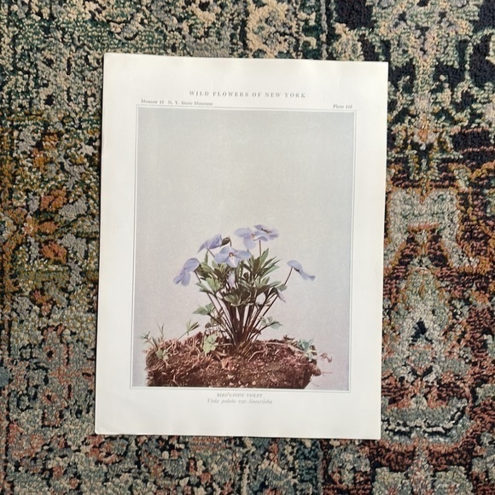 🖤5/$25 Antique Botanical Violet Plant Print Original violet flower plant - Picture 3 of 7